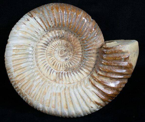 Large Perisphinctes Ammonite Fossil - Inches #6093